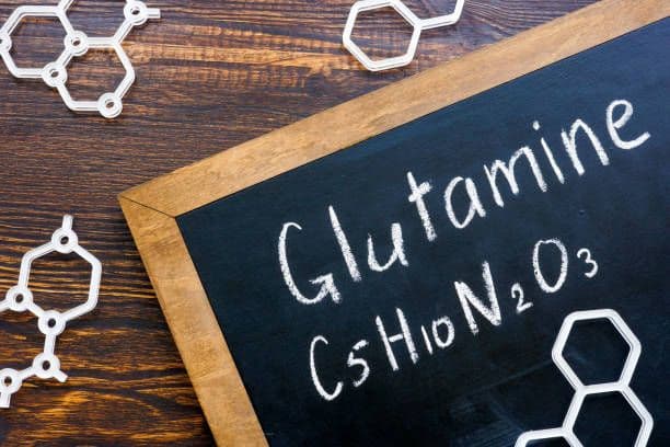 L-Glutamine : Le Régulateur Central de l'Homéostasie Azotée et Immunitaire
