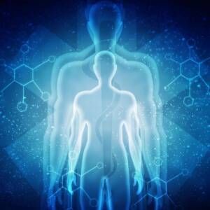 L-Glutamine : L'Acide Aminé Pivot de l'Homéostasie Métabolique